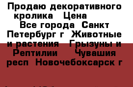 Продаю декоративного кролика › Цена ­ 500 - Все города, Санкт-Петербург г. Животные и растения » Грызуны и Рептилии   . Чувашия респ.,Новочебоксарск г.